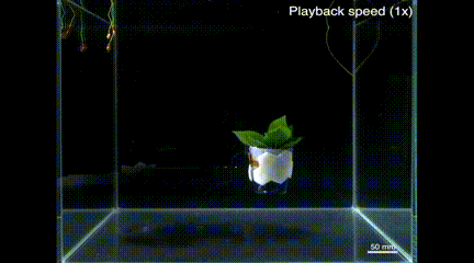 Aigtek安泰電子:Swimming Leaf水下軟體機(jī)器人的研究成果分享 Aigtek安泰電子:Swimming Leaf水下軟體機(jī)器人的研究成果分享