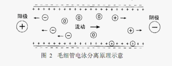 ATA-7050毛細管電泳功率放大器如何進行毛細管電泳實驗 ATA-7050毛細管電泳功率放大器如何進行毛細管電泳實驗
