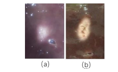 牛肝損傷(a)未空化時(b)空化時 牛肝損傷(a)未空化時(b)空化時