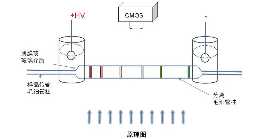 高壓放大器應用領域分享：介電電泳(DEP)技術的具體應用