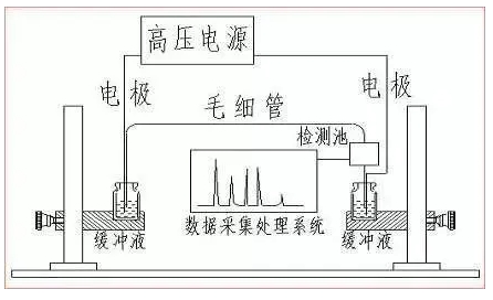 ATA-7050毛細管電泳功率放大器如何進行毛細管電泳實驗
